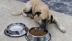 BÜYÜKŞEHİR CAN DOSTLAR İÇİN MAMA DAĞITTI