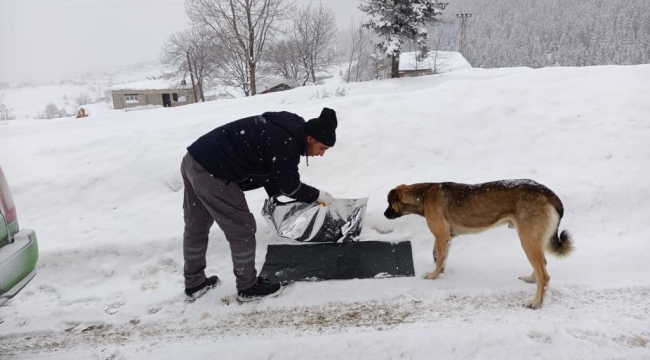 SOKAK HAYVANLARINA MAMA DESTEĞİ