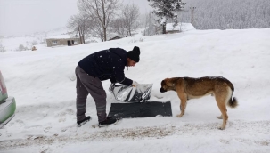 SOKAK HAYVANLARINA MAMA DESTEĞİ
