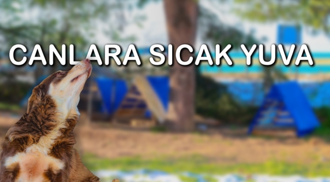 ÜNYE BELEDİYESİ'NDEN CANLARA SICAK YUVA