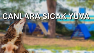 ÜNYE BELEDİYESİ'NDEN CANLARA SICAK YUVA