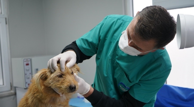 ÜNYE'DE KISIRLAŞTIRMA MERKEZİ KURULDU