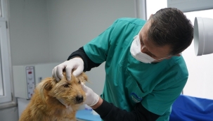 ÜNYE'DE KISIRLAŞTIRMA MERKEZİ KURULDU