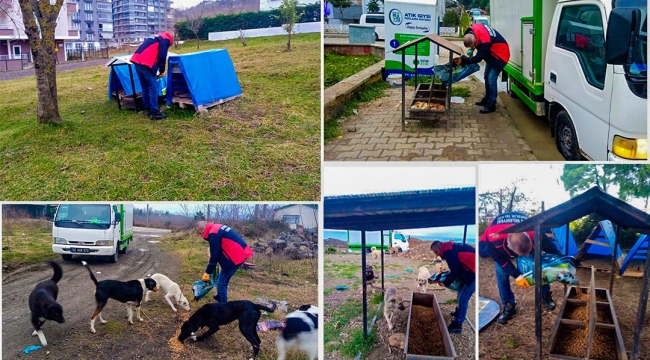 SOKAK CANLARI UNUTULMUYOR