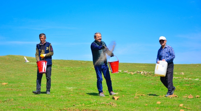 Akkuş'ta Meralarda Islah Çalışmaları Sürüyor