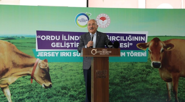 ORDU'DA ÇİFTÇİLERE 300 ADET JERSEY IRKI İNEK DAĞITILDI