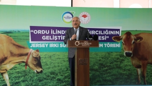 ORDU'DA ÇİFTÇİLERE 300 ADET JERSEY IRKI İNEK DAĞITILDI