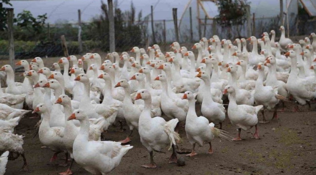 ORDU'DA KAZ KESİM TESİSİ KURULUYOR