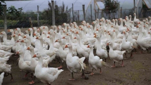 ORDU'DA KAZ KESİM TESİSİ KURULUYOR