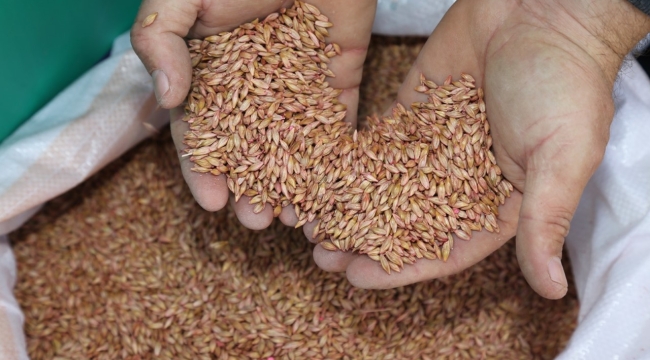 ORDU'DA ÂTIL ARAZİLER ÜRETİME KAZANDIRILIYOR