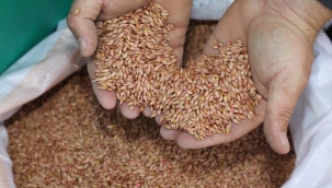 ORDU'DA ÂTIL ARAZİLER ÜRETİME KAZANDIRILIYOR