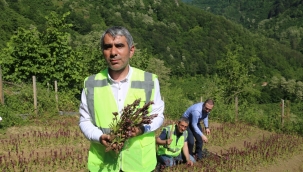 ORDU'DA SALEP HASADI BAŞLADI