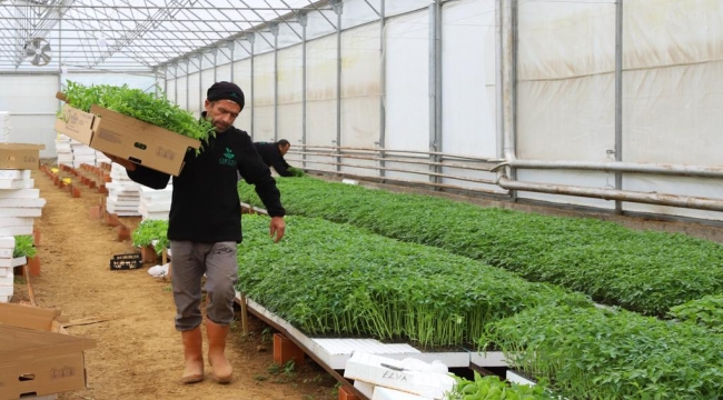 TOHUMDAN YETİŞTİRİLEN FİDELER ÜRETİCİLER İLE BULUŞTURULDU