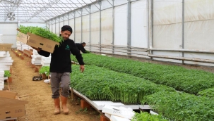 TOHUMDAN YETİŞTİRİLEN FİDELER ÜRETİCİLER İLE BULUŞTURULDU