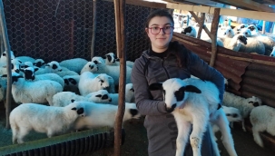 ORDU, HAYVANCILIKLA İDDİALI BİR HALE GELİYOR