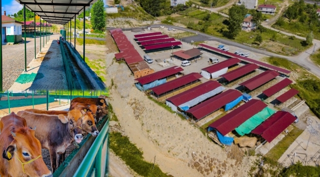 ÜNYE'DE BÖLGENİN EN MODERN HAYVAN PAZARI HİZMETE GİRDİ