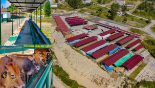 ÜNYE'DE BÖLGENİN EN MODERN HAYVAN PAZARI HİZMETE GİRDİ