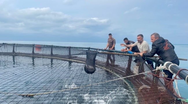 VALİ SONEL, TÜRK SOMONU HASADI YAPILAN İŞLETMELERİ ZİYARET ETTİ