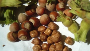 FERRERO'DAN FINDIK HASADI İÇİN ÖNERİLER