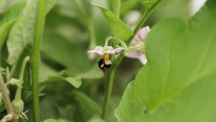 SERALARA BOMBUS ARISI DOPİNGİ