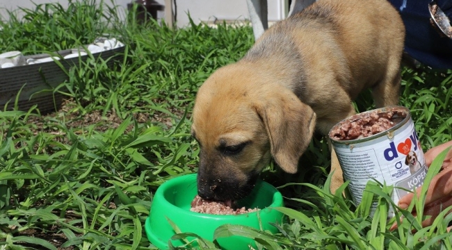 BÜYÜKŞEHİR SOKAK CANLARI İÇİN MAMA ÜRETİMİNE BAŞLADI