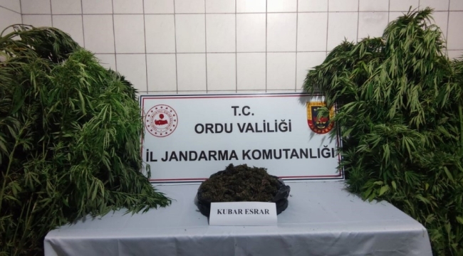 JANDARMADAN KENEVİR VE ESRAR OPERASYONU