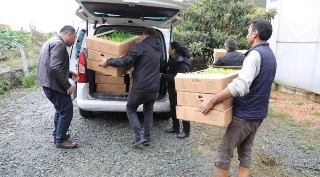 350 BİN MARUL FİDESİ ÜRETİCİLERE DAĞITILDI