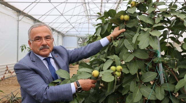 ORDU'DA YENİ TREND: TROPİKAL MEYVE YETİŞTİRİCİLİĞİ