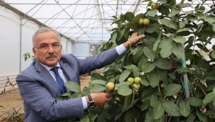 ORDU'DA YENİ TREND: TROPİKAL MEYVE YETİŞTİRİCİLİĞİ