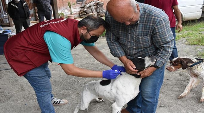 KEDİ VE KÖPEK KİMLİKLENDİRMEDE SON TARİH 31 ARALIK