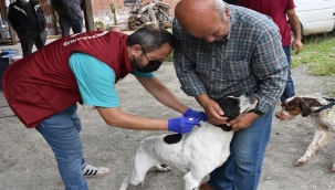 KEDİ VE KÖPEK KİMLİKLENDİRMEDE SON TARİH 31 ARALIK