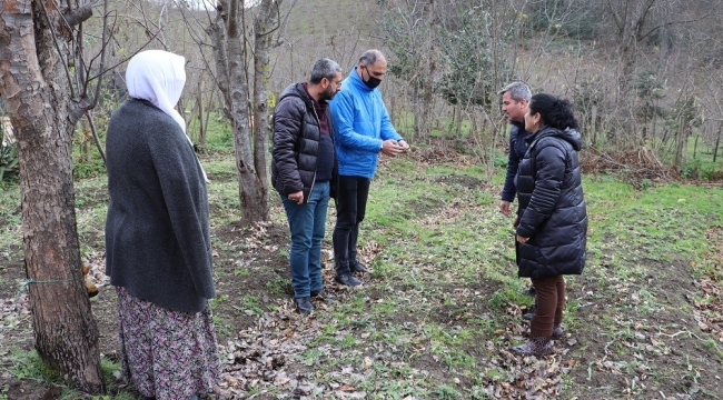 ORDU'DA SALEP ÜRETİMİ ARTIYOR