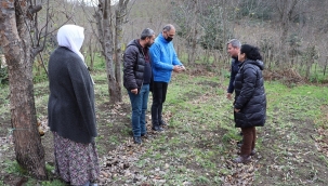 ORDU'DA SALEP ÜRETİMİ ARTIYOR