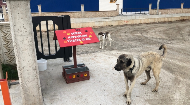 FATSA'DA SOKAK HAYVANLARI İÇİN GIDA ATIKLARI MAMAYA DÖNÜŞÜYOR