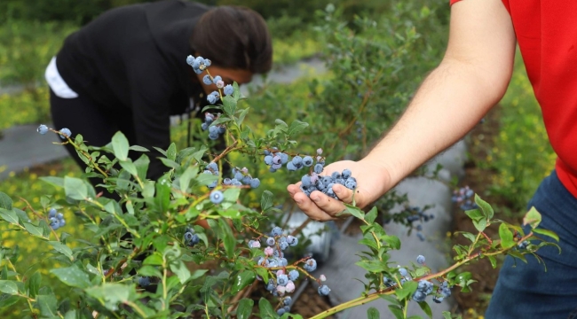  ORDU MAVİ YEMİŞTE İDDİALI