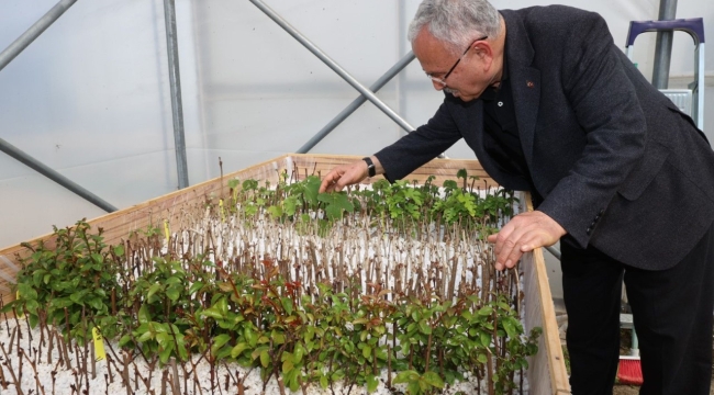 ATA TOHUMLARI ORDU'DA HAYAT BULUYOR