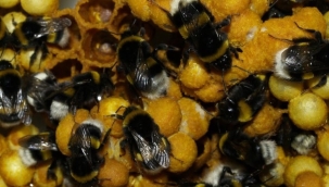 BOMBUS ARISI İLE VERİM ARTIYOR