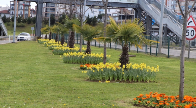 ORDU ÇİÇEK AÇMAYA BAŞLADI  