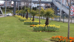 ORDU ÇİÇEK AÇMAYA BAŞLADI