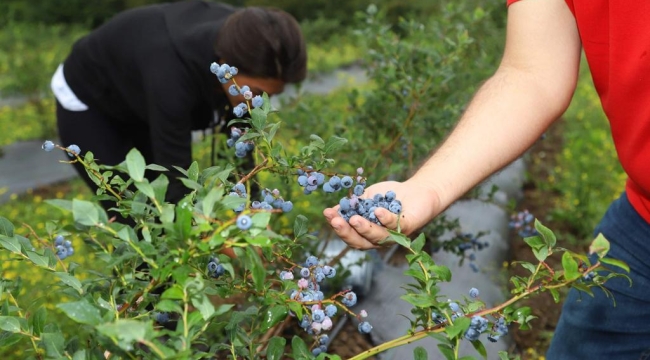 ORDU'DAKİ MAVİ YEMİŞ ALANLARI BÜYÜYOR