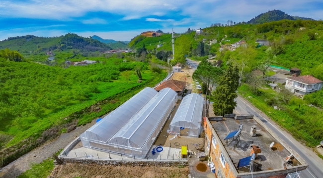 ÜNYE BELEDİYESİ GENÇ FİDANLAR VE SERACILIK PROJESİ TAMAMLANIYOR