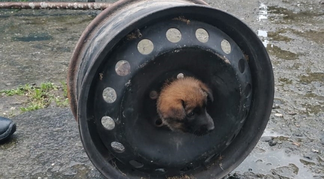 YAVRU KÖPEK BAŞINI JANTA SIKIŞTIRDI