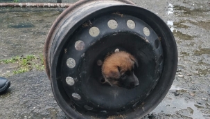 YAVRU KÖPEK BAŞINI JANTA SIKIŞTIRDI