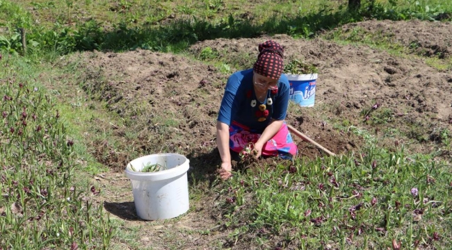 YILIN İLK SALEP HASADI ÜNYE'DE YAPILDI  
