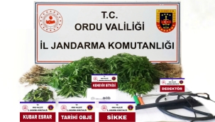 İKİZCE'DE KÖK KENEVİR YAKALANDI