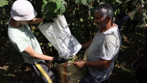 "FINDIK DALDA AKLIN İŞÇİDE KALMASIN" PROJESİ YÜZ GÜLDÜRÜYOR