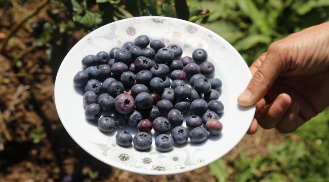 ORDU'DAKİ MAVİ YEMİŞ ALANLARI BÜYÜYOR
