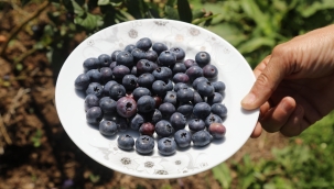 ORDU'DAKİ MAVİ YEMİŞ ALANLARI BÜYÜYOR