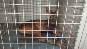 YARALI KARACA TEDAVİSİ YAPILDIKTAN SONRA KORUMA ALTINA ALINDI