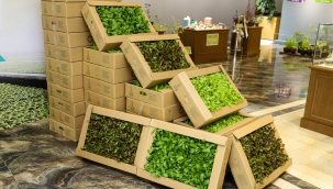 BÜYÜKŞEHİR, 600 BİN ÜCRETSİZ FİDE DAĞITTI